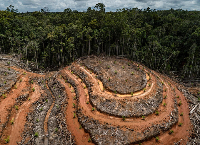 Palm Deforestation