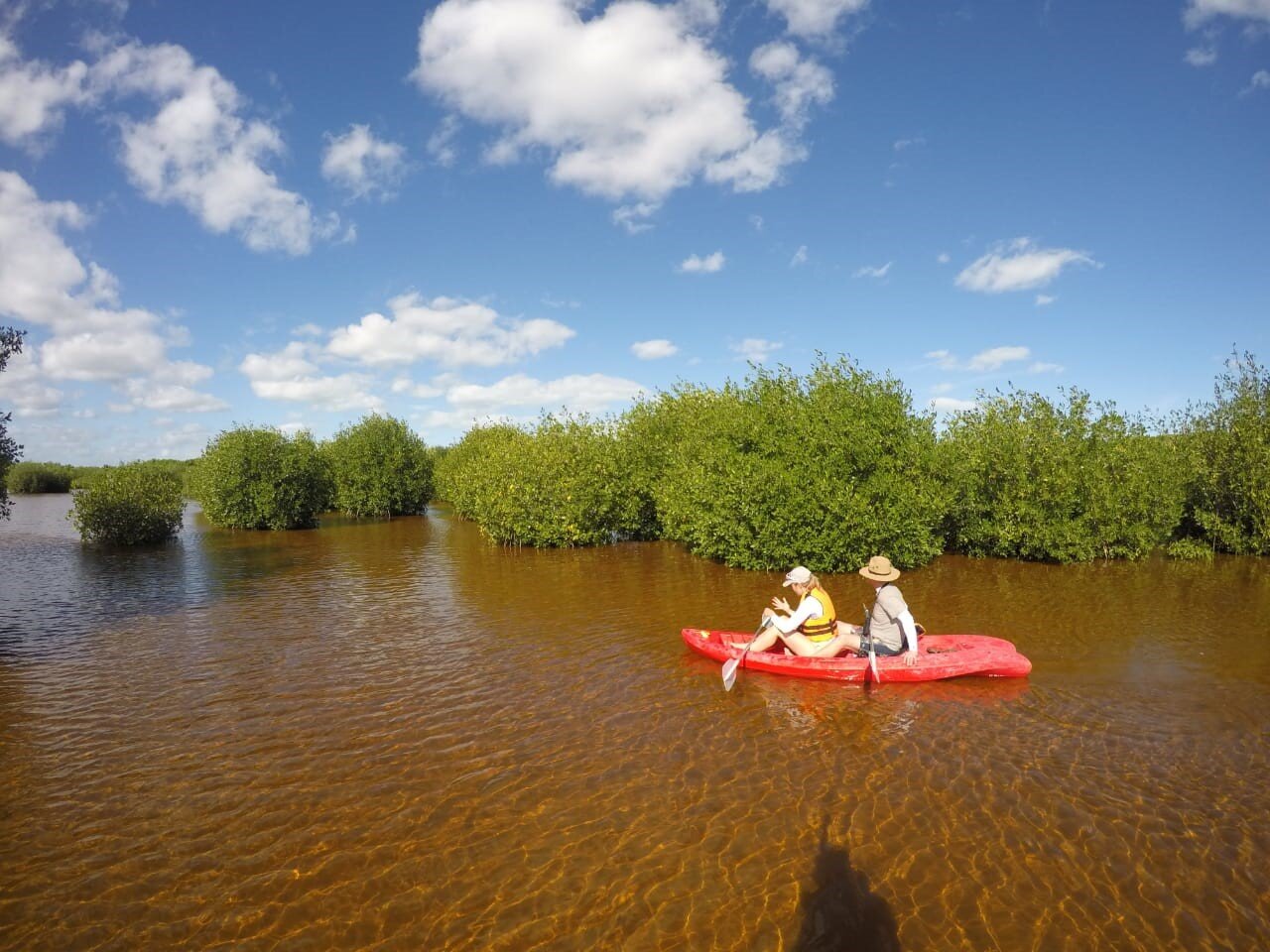 kayak mangrove forest.jpg