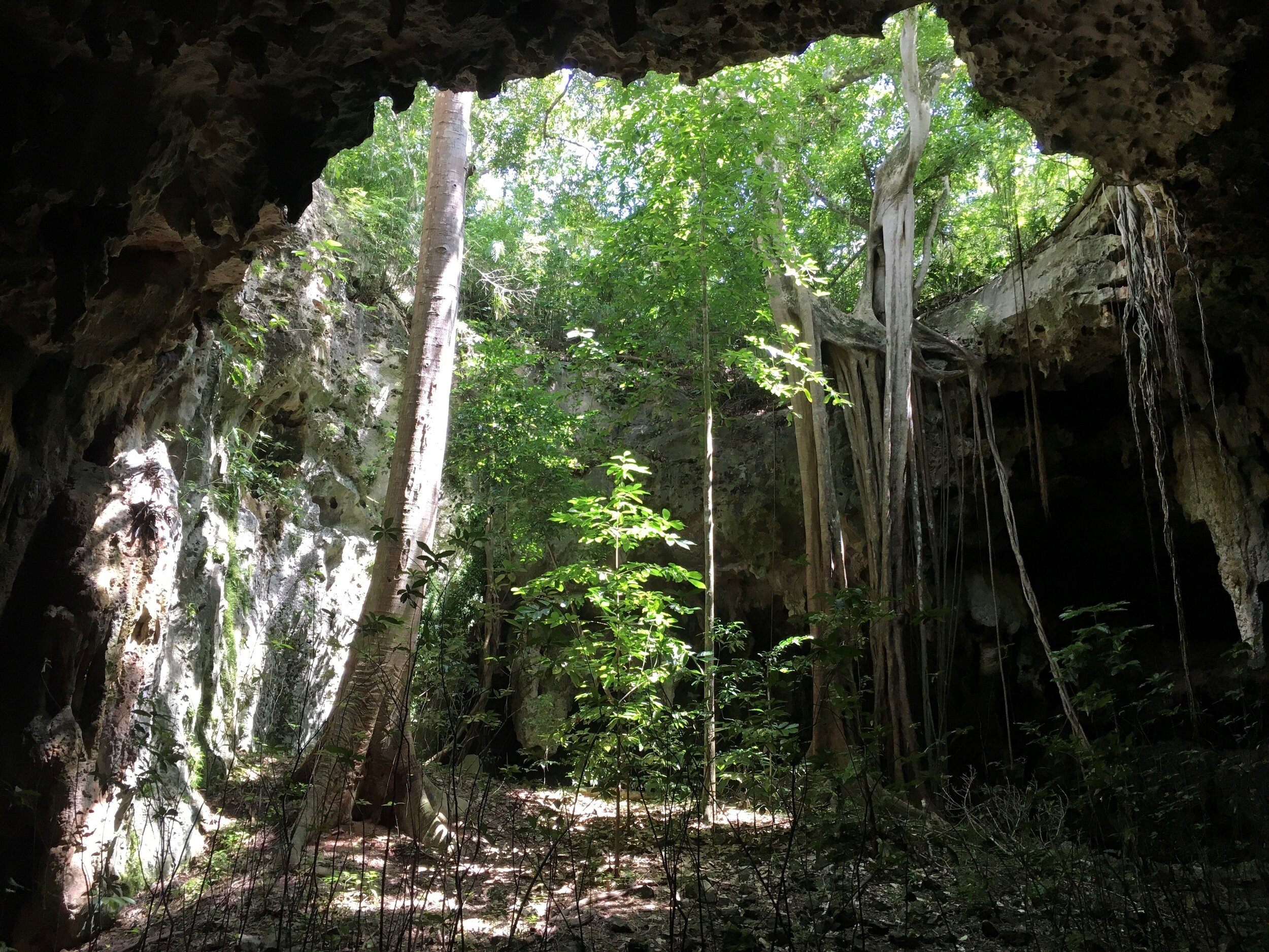 ficus trees into cave.jpg