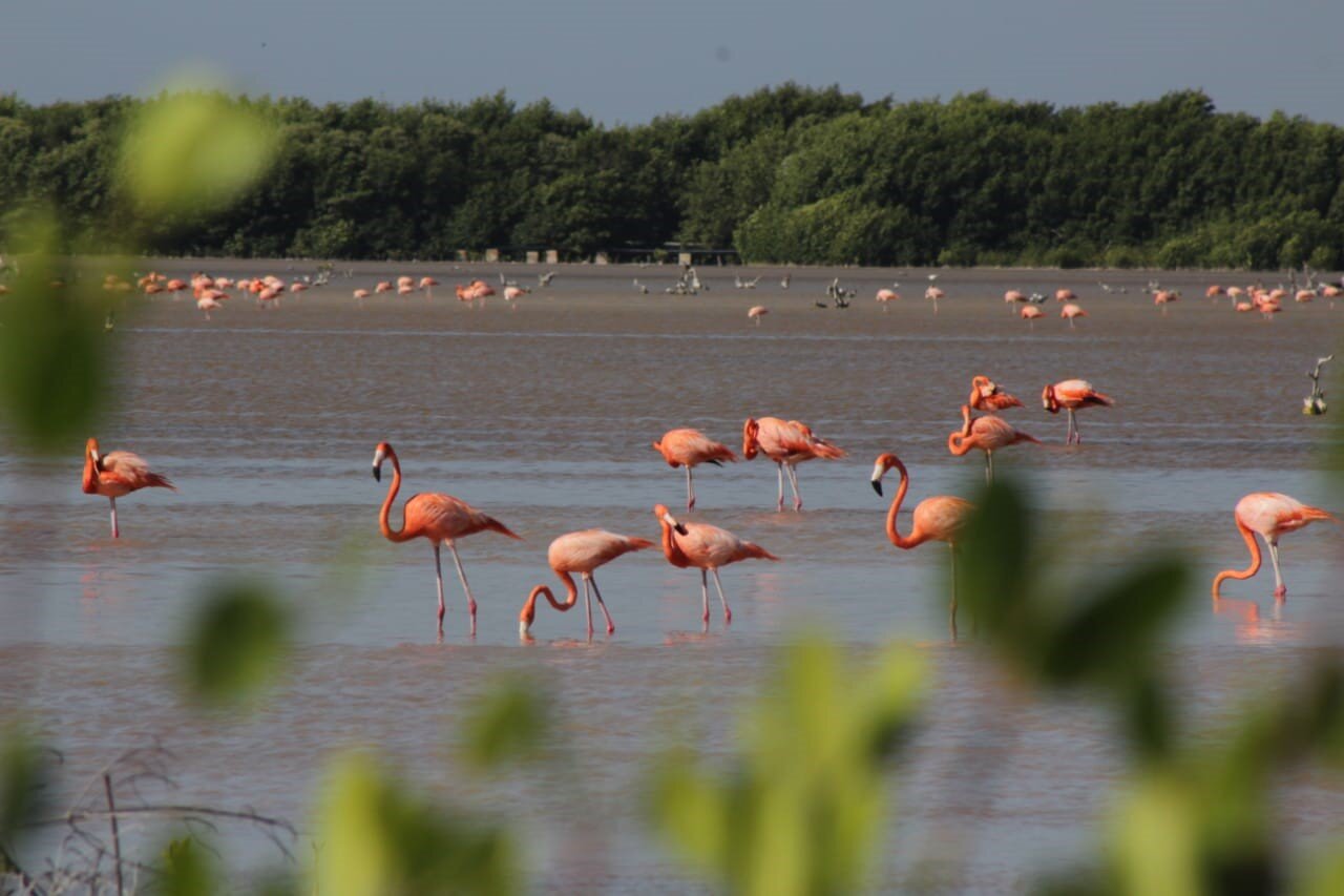 flamingos sisal.jpg