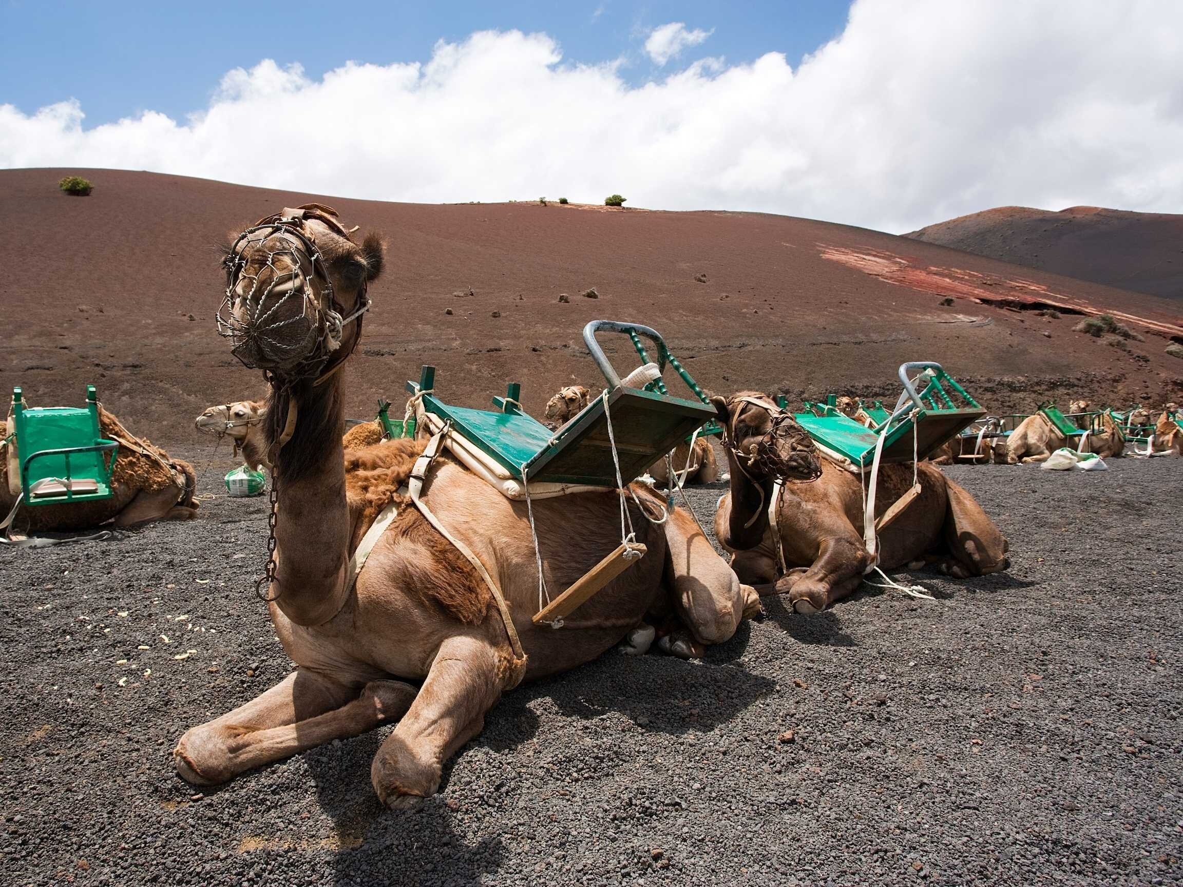 Camel Rides Tour