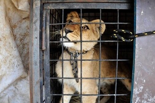 baby lion in a cage