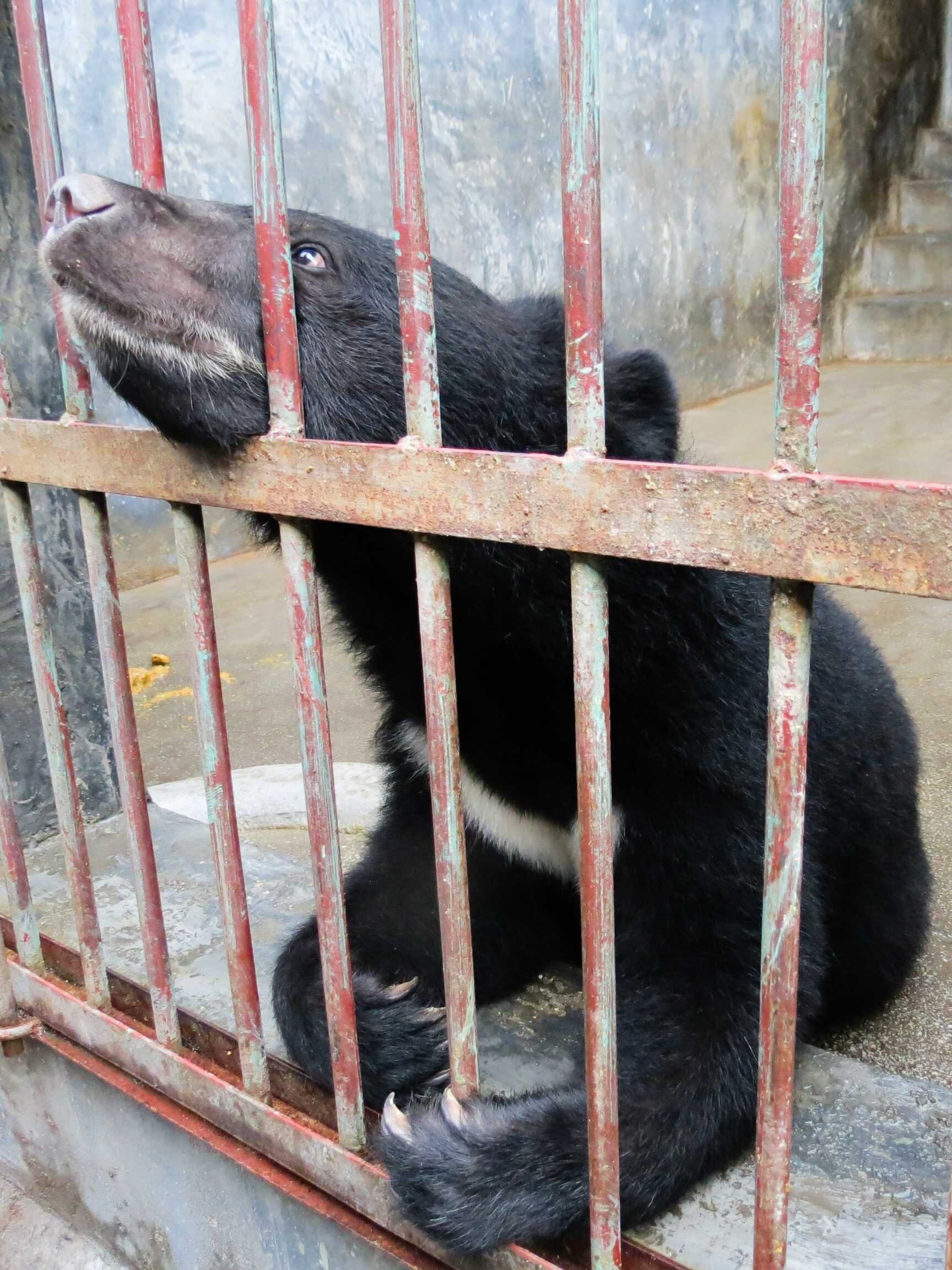 Black Bear in captivity