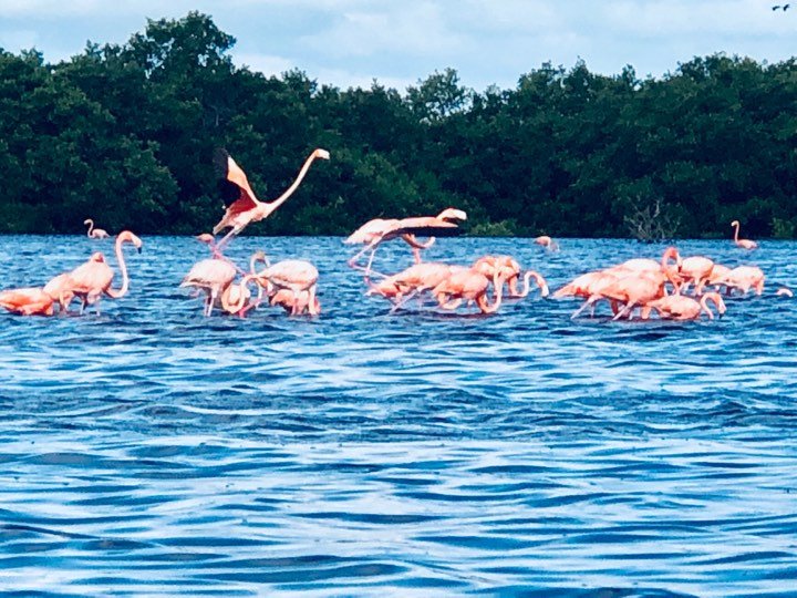 flamingos celestun 3.jpg