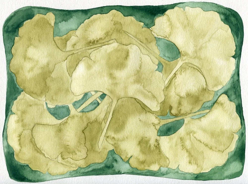 Ginkgos Gathered.jpg