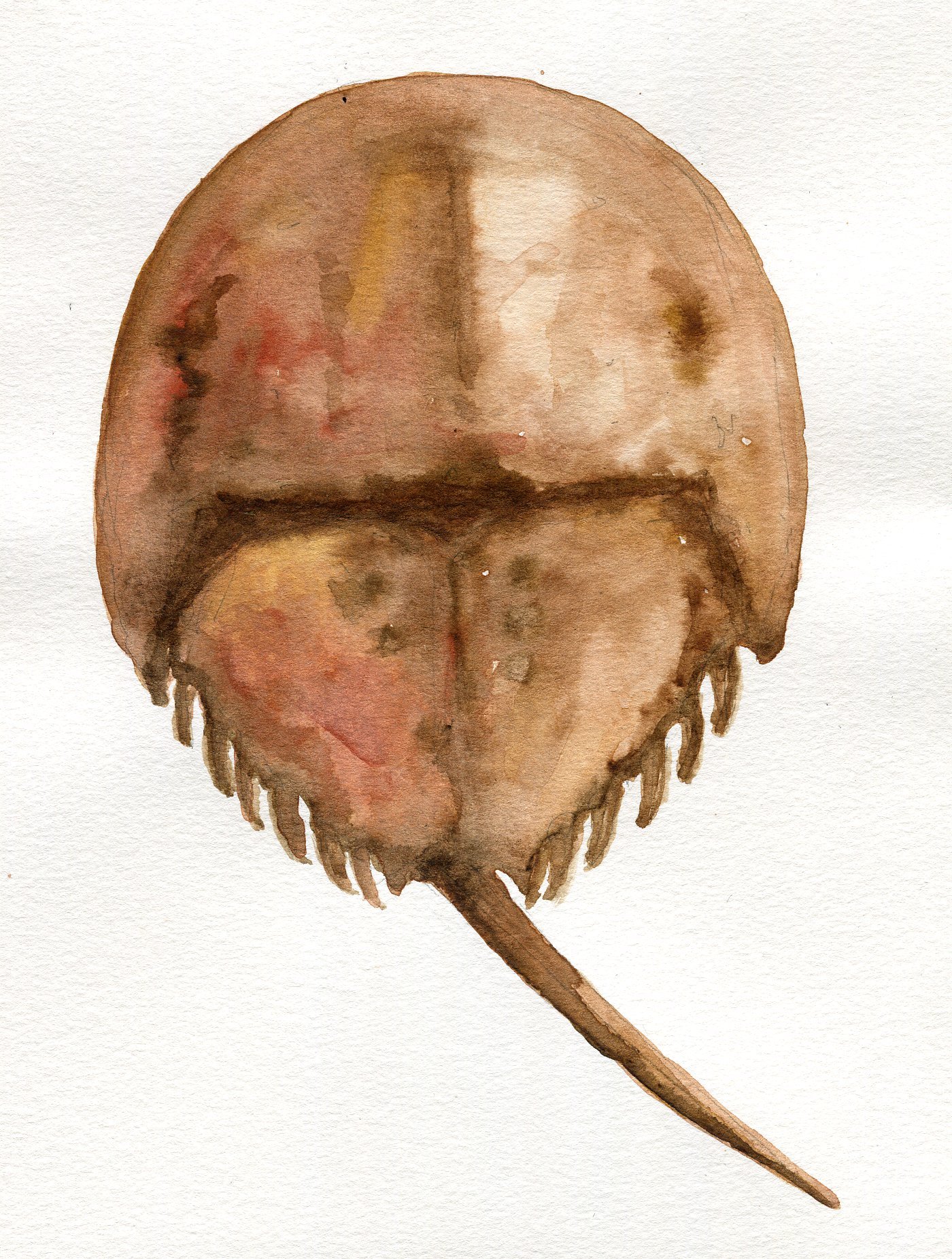 HORSESHOE CRAB.jpg