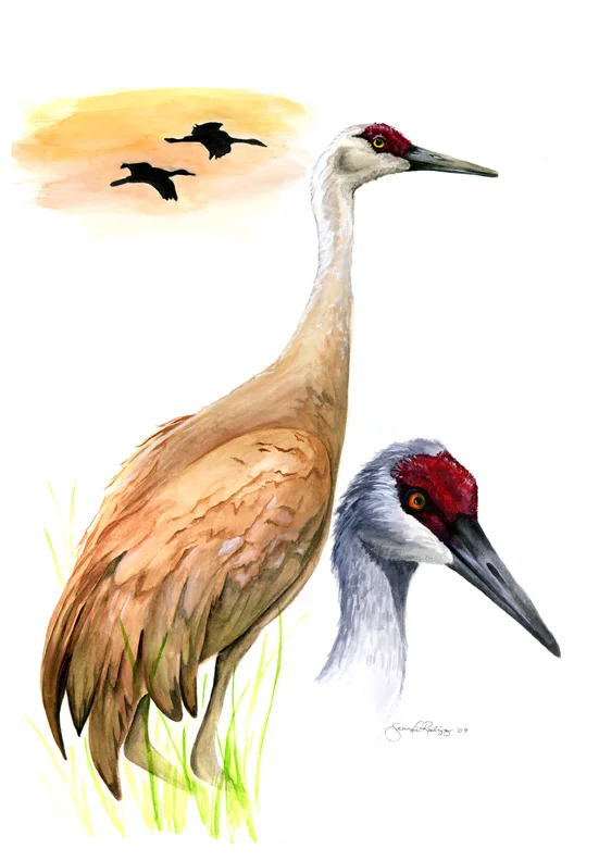 "Sandhill Crane"
