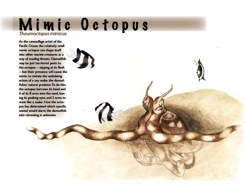 "Mimic Octopus"