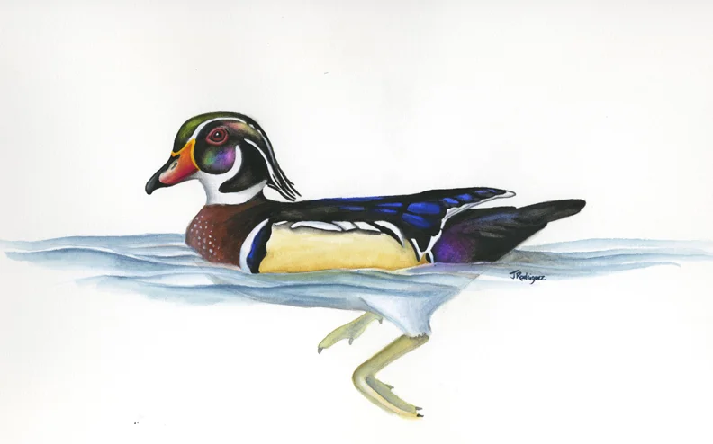 "Wood Duck"