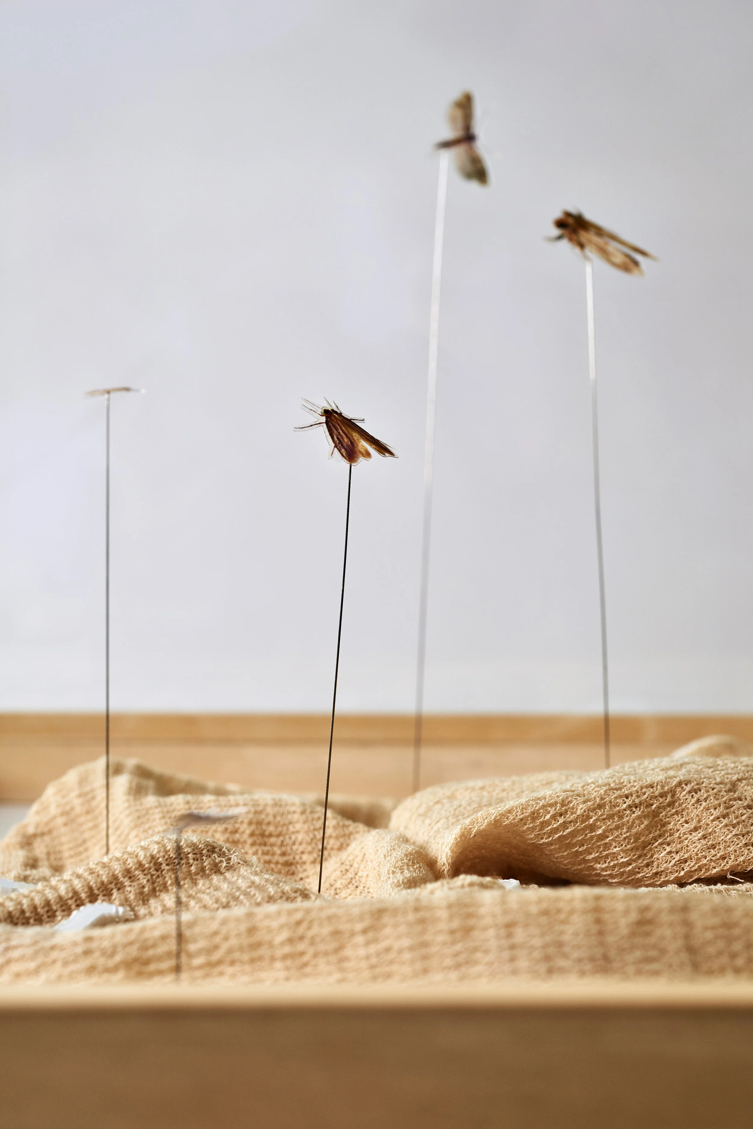 Chiara_Tommencioni Pisapia 2J.jpg