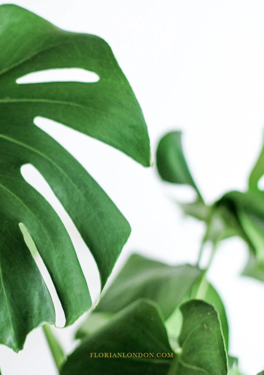 FLORIAN AW18  WEB21.jpg