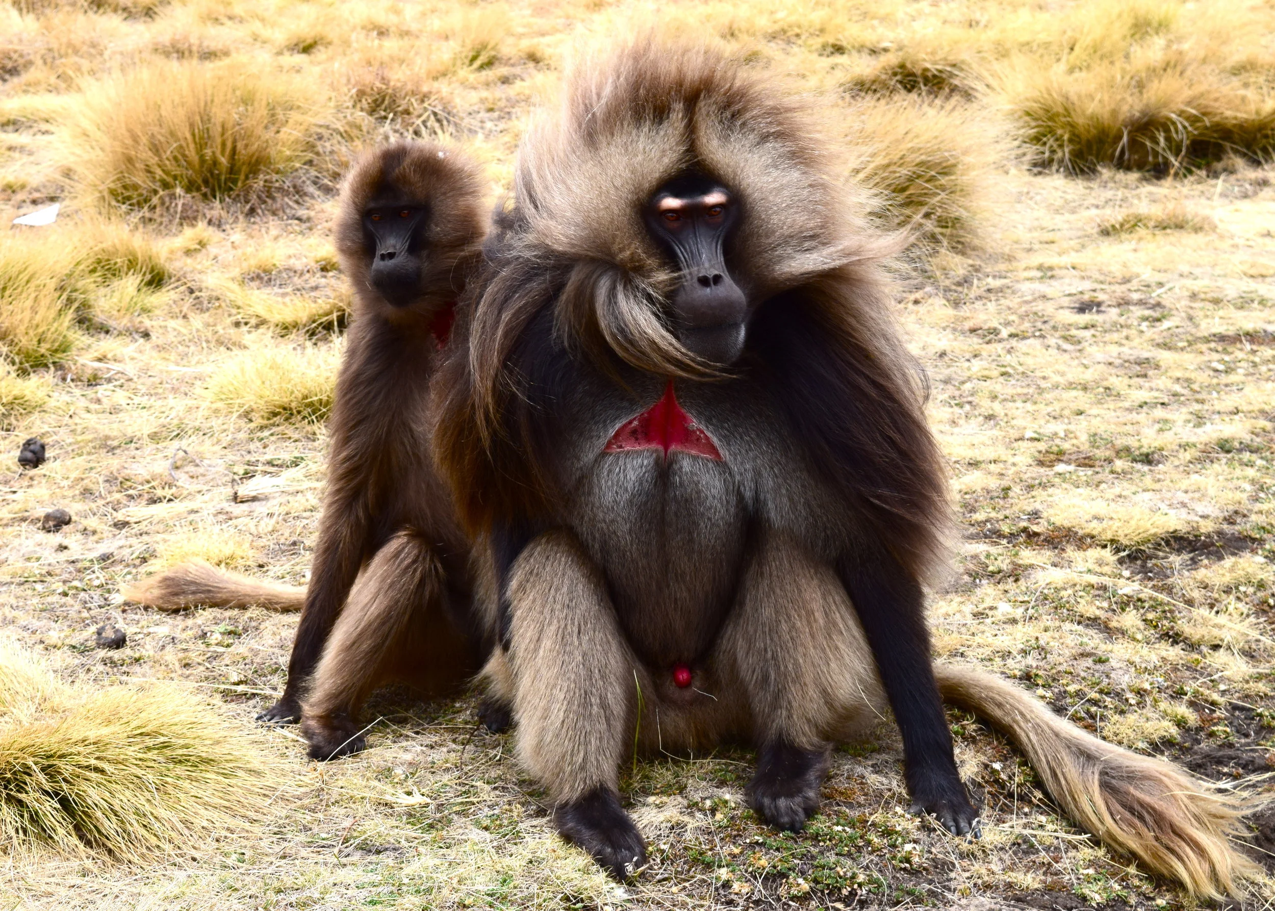 Gelada Baboons
