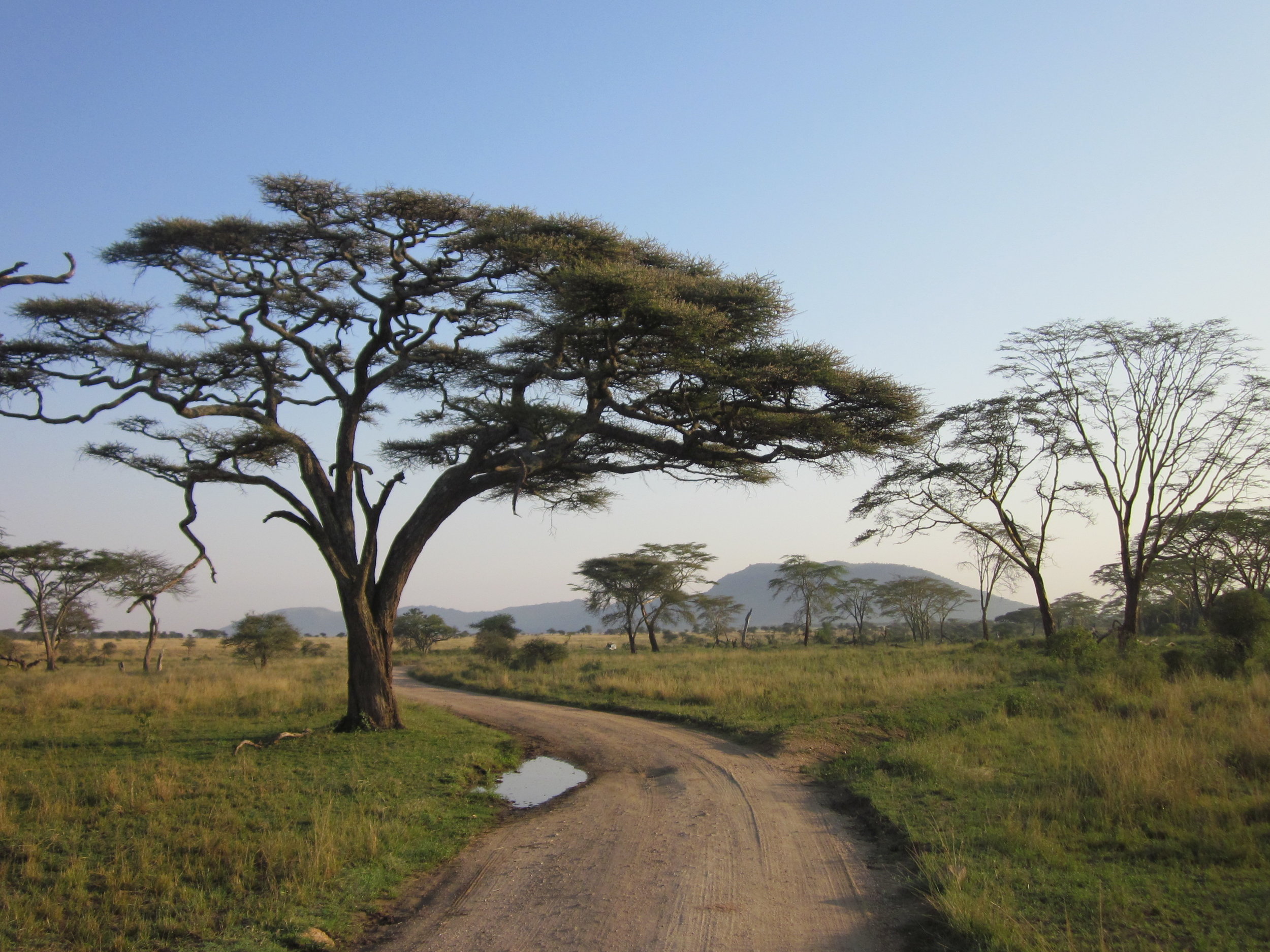 Road through the Serengeti