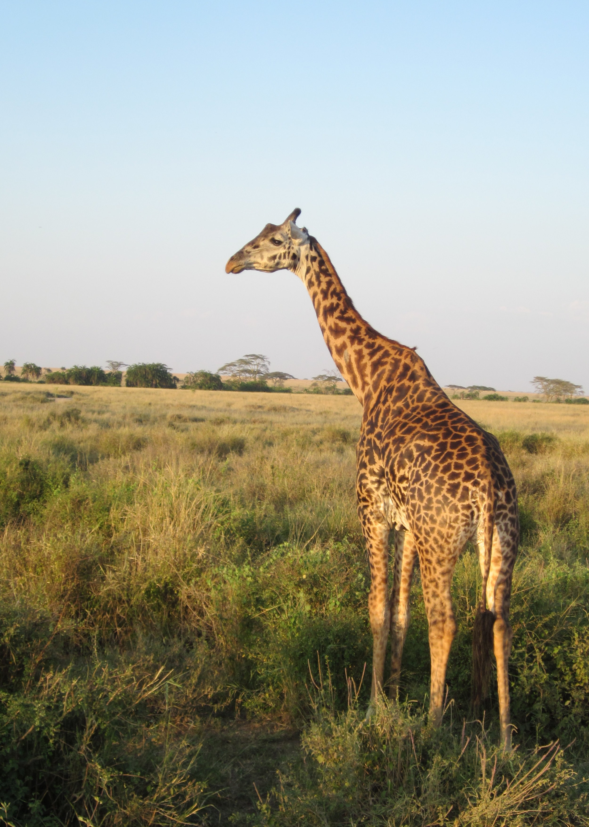 Giraffes in the Serengeti