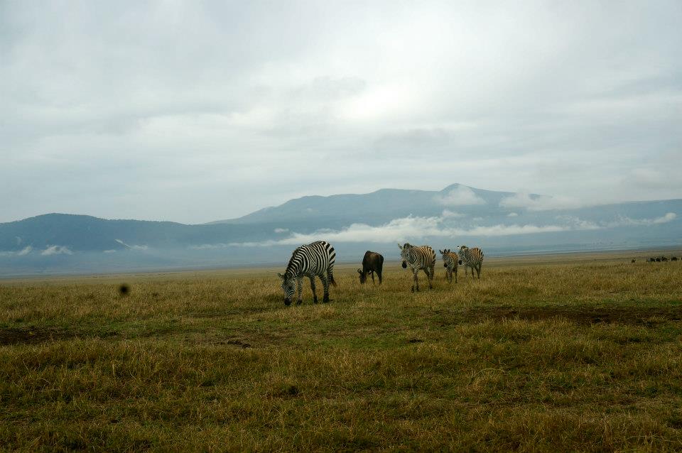 Ngorongoro Crater