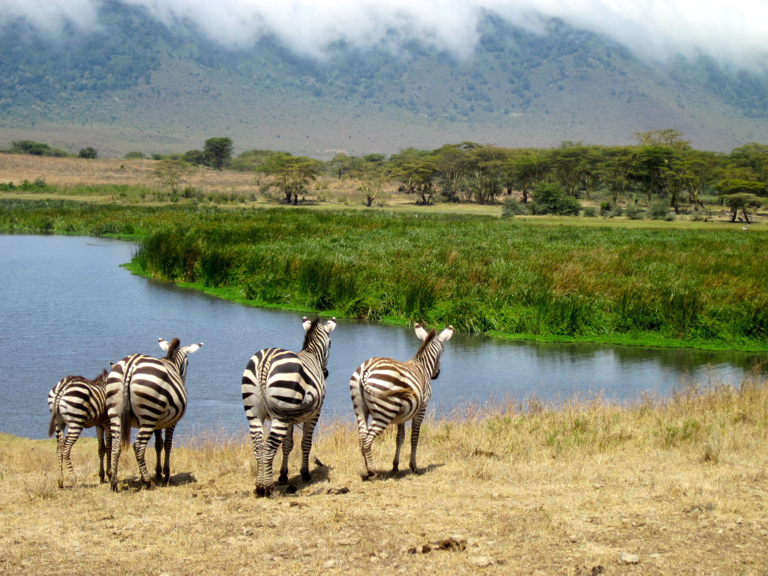 Zebras in the Ngorongoro Crater