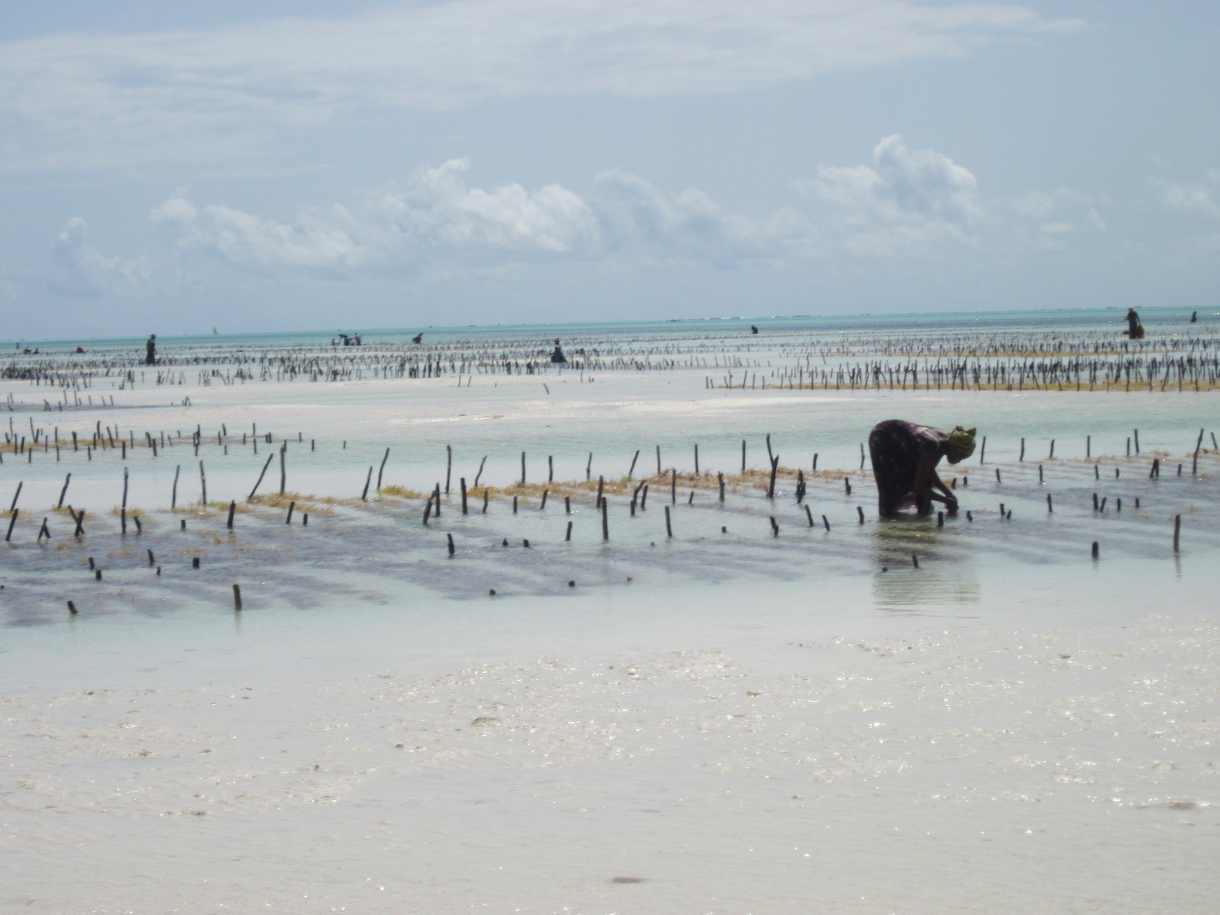Seaweed farm in Zanzibar