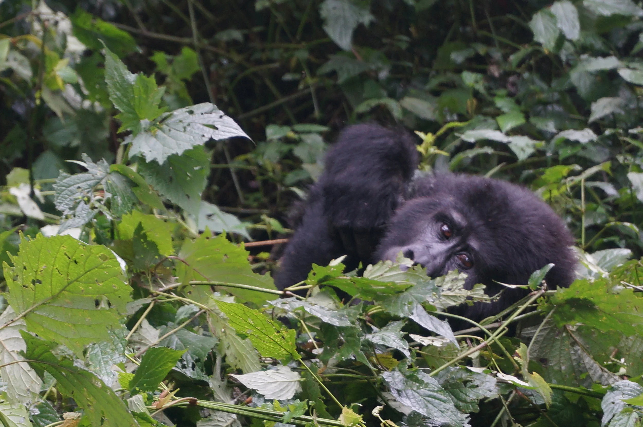 Trekking in Uganda