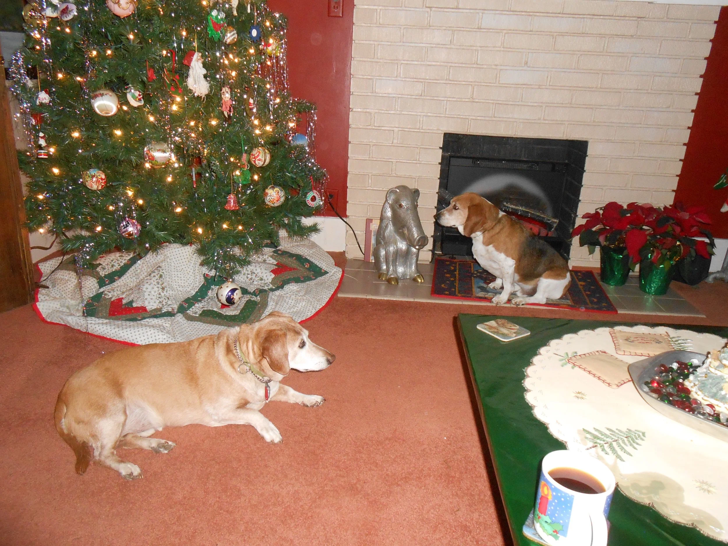 These are Samwise (RIP) and Chester (RIP). Christmas is not the same without them.