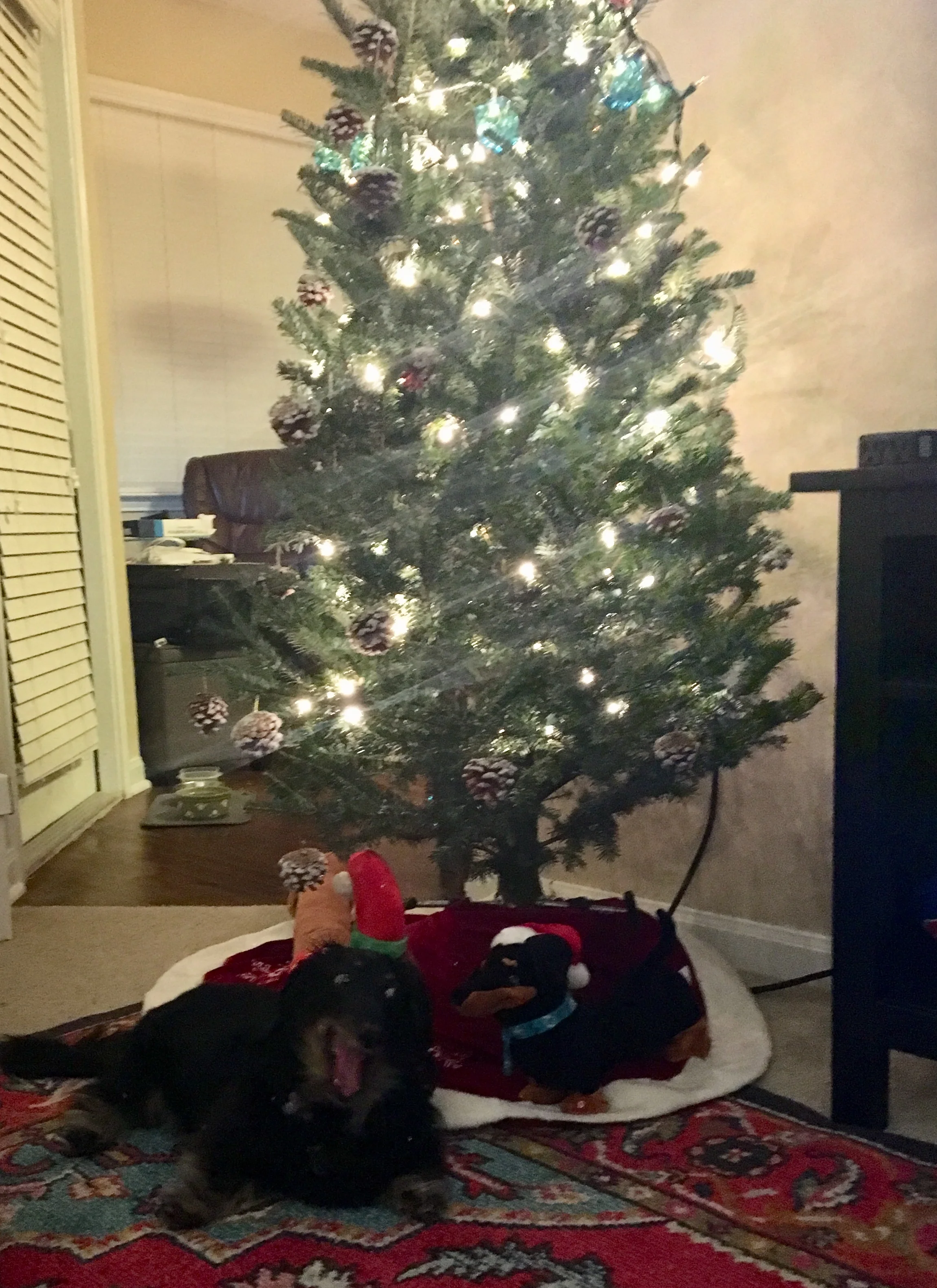 Toby is excited about his new Christmas tree.
