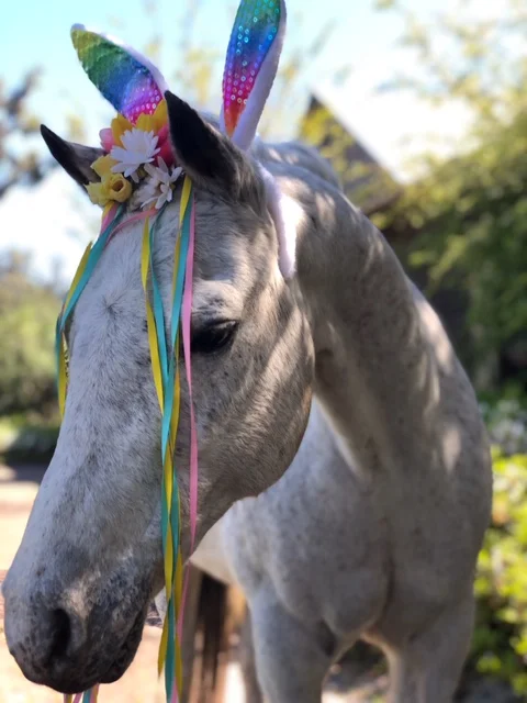 Bunny Hop Pony Rides