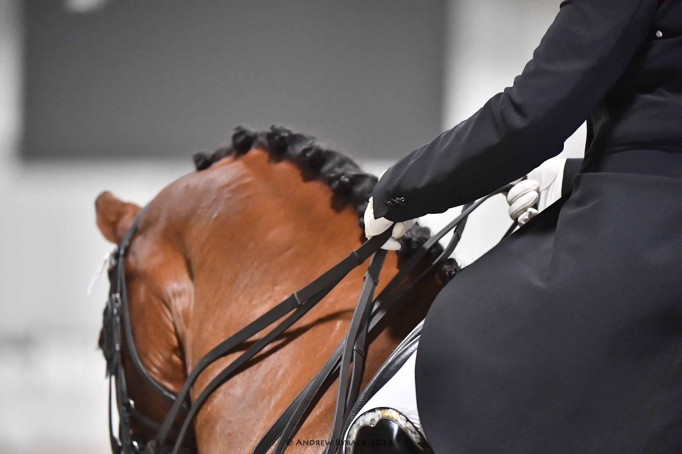 Terranova Dressage: WINTER DRESSAGE III &amp; IV