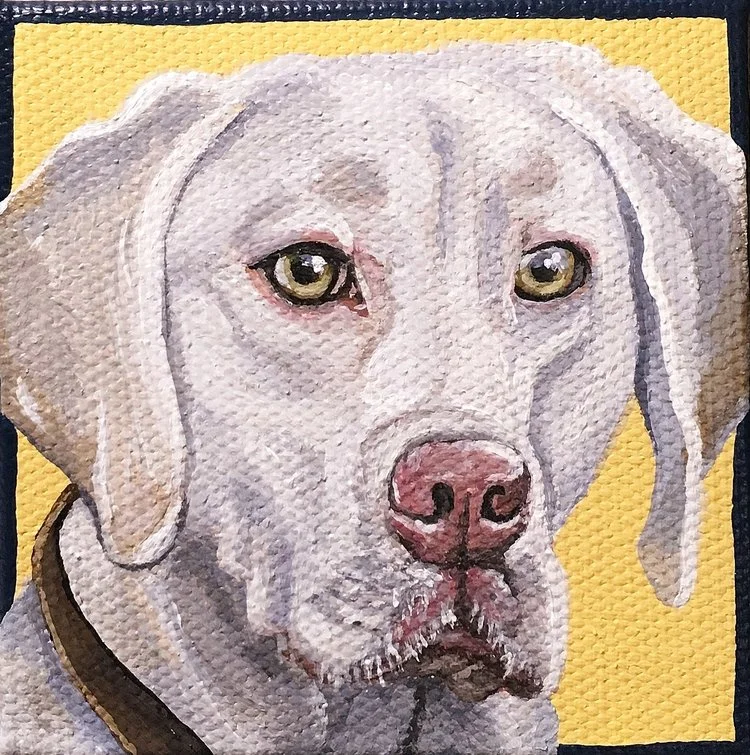 pet-portraits-thumb.jpg