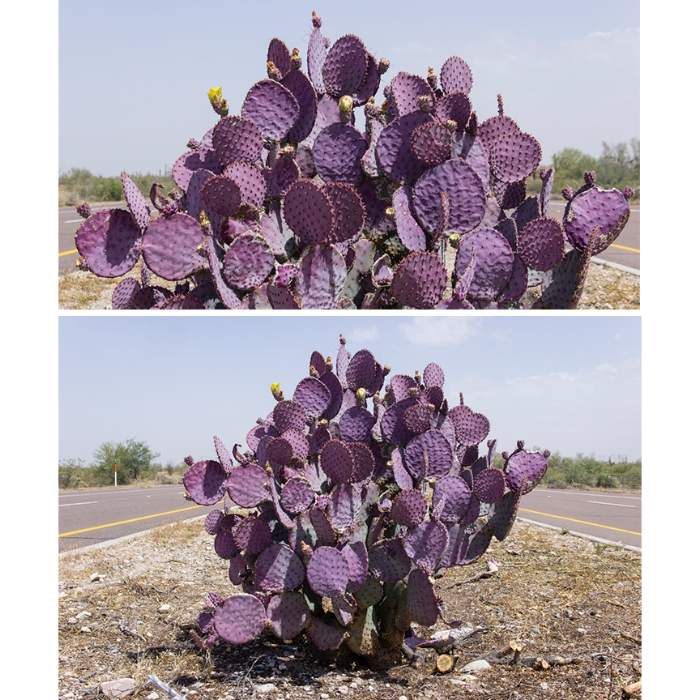 34/100: Purple Prickly Pear