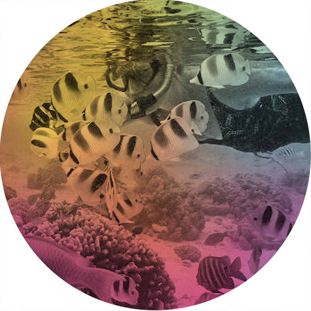 Mex-CalendarImage-1.png