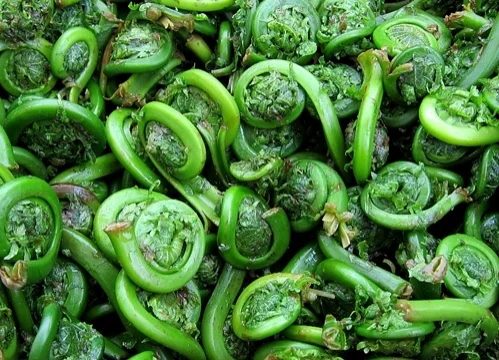 Fiddlehead Tacos and Tips