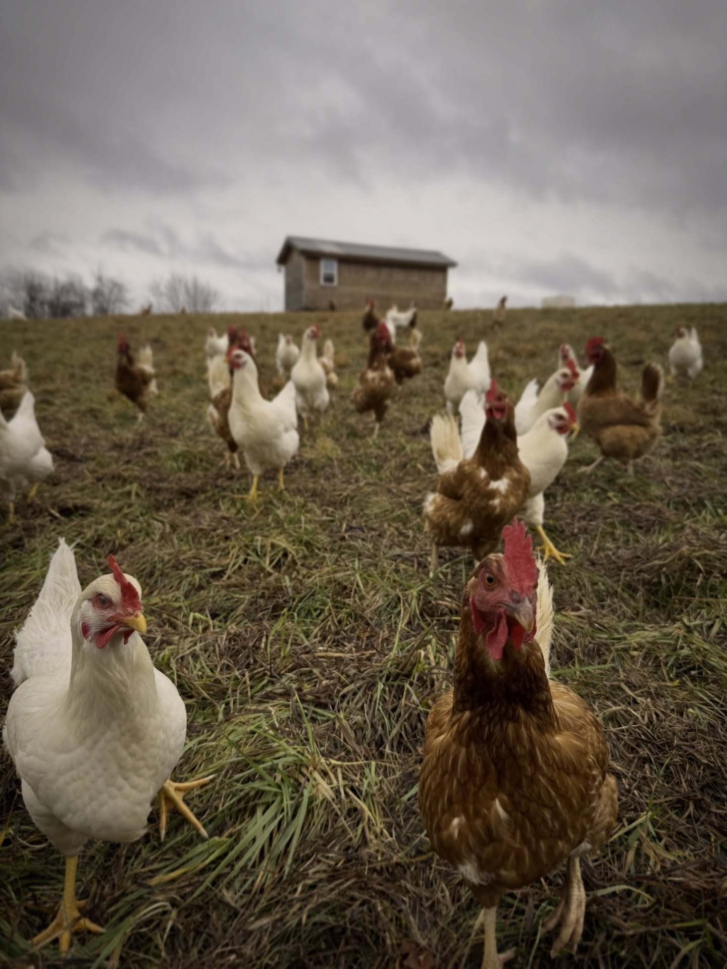It might be January, but the ladies are still on pasture!

Gotta love farming below the Mason-Dixon line! No snow drifts or frozen ground to contend with.

#pasturedpoultry 
#pastureraised 
#knoxville 
#lenoircitytn 
#knowyourfarmer