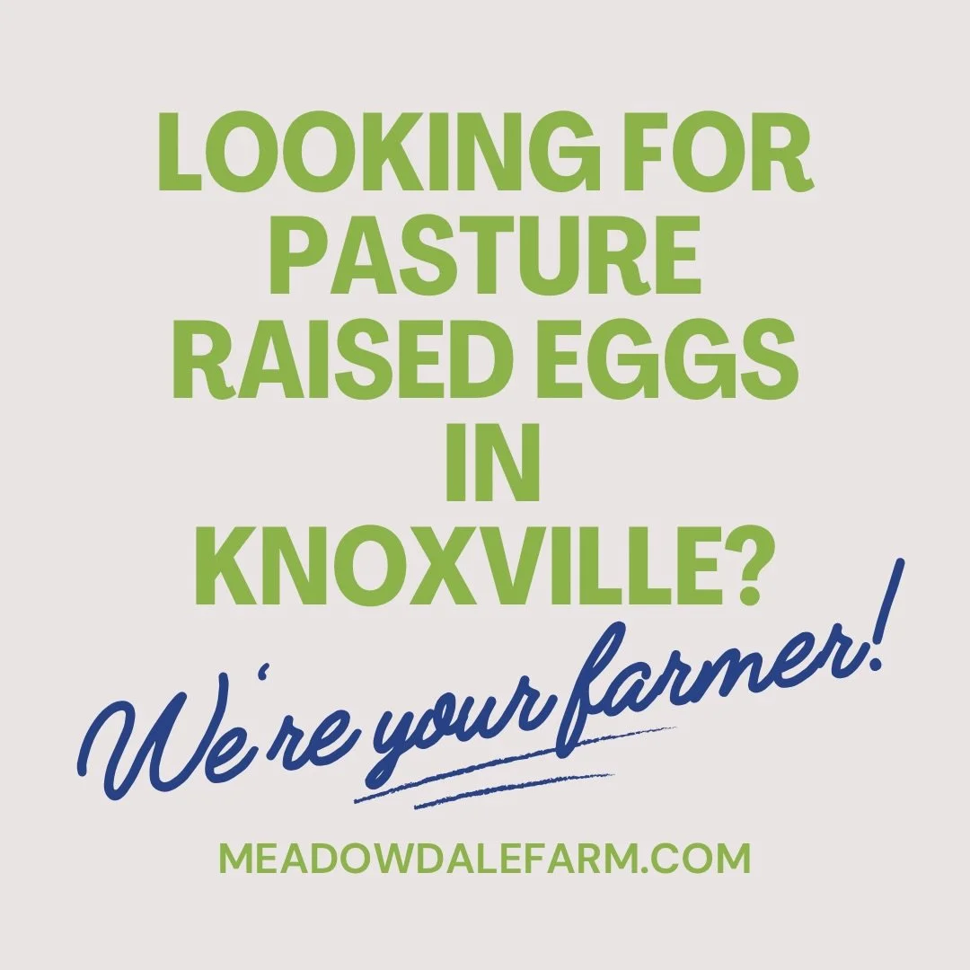 🥚 Better eggs start here.

We&rsquo;re a veteran-owned, family farm in Lenoir City, raising chickens since 2004. Our hens are fed non-GMO grain, producing golden-yellow yolks that are nutrient-dense and full of flavor. Every egg is fresh packed dail