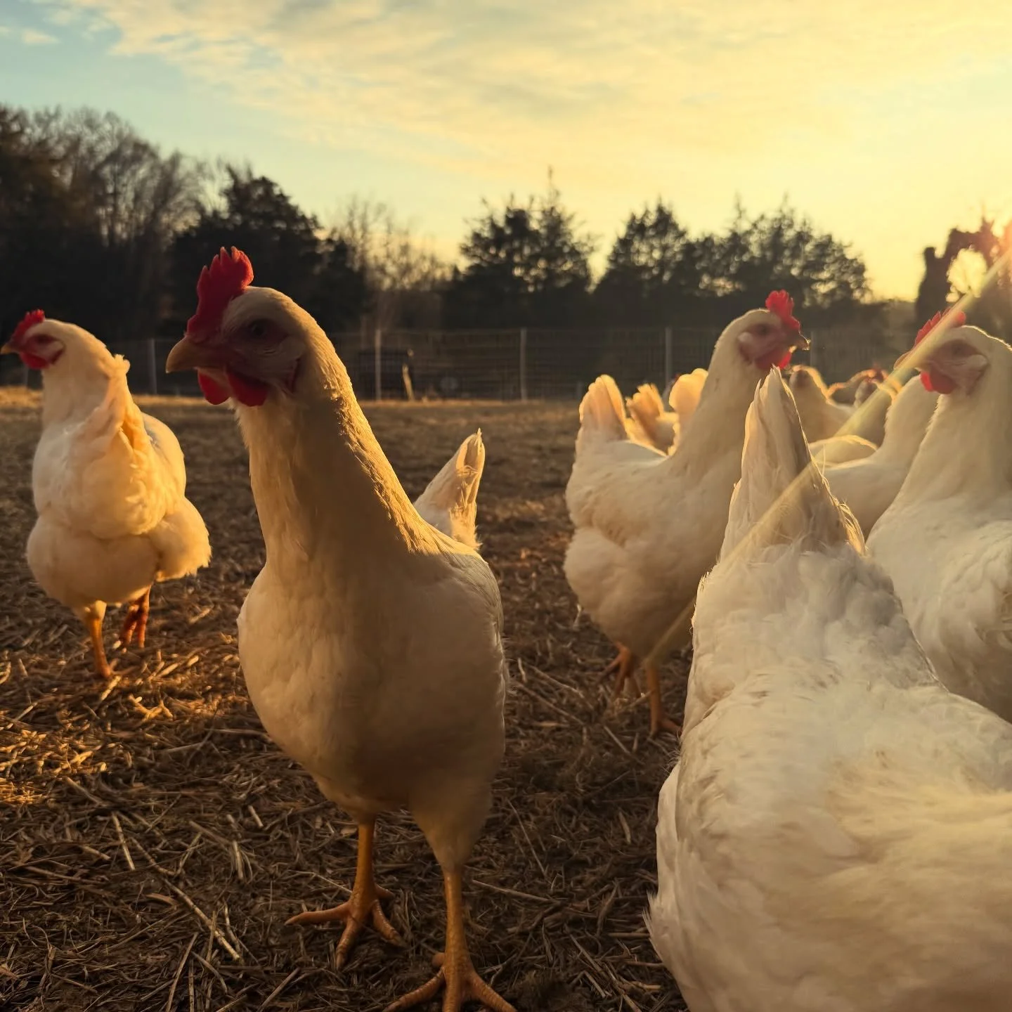 Not a bad night to be a chicken living a winter on stockpiled forage in Tennessee. 🧡
