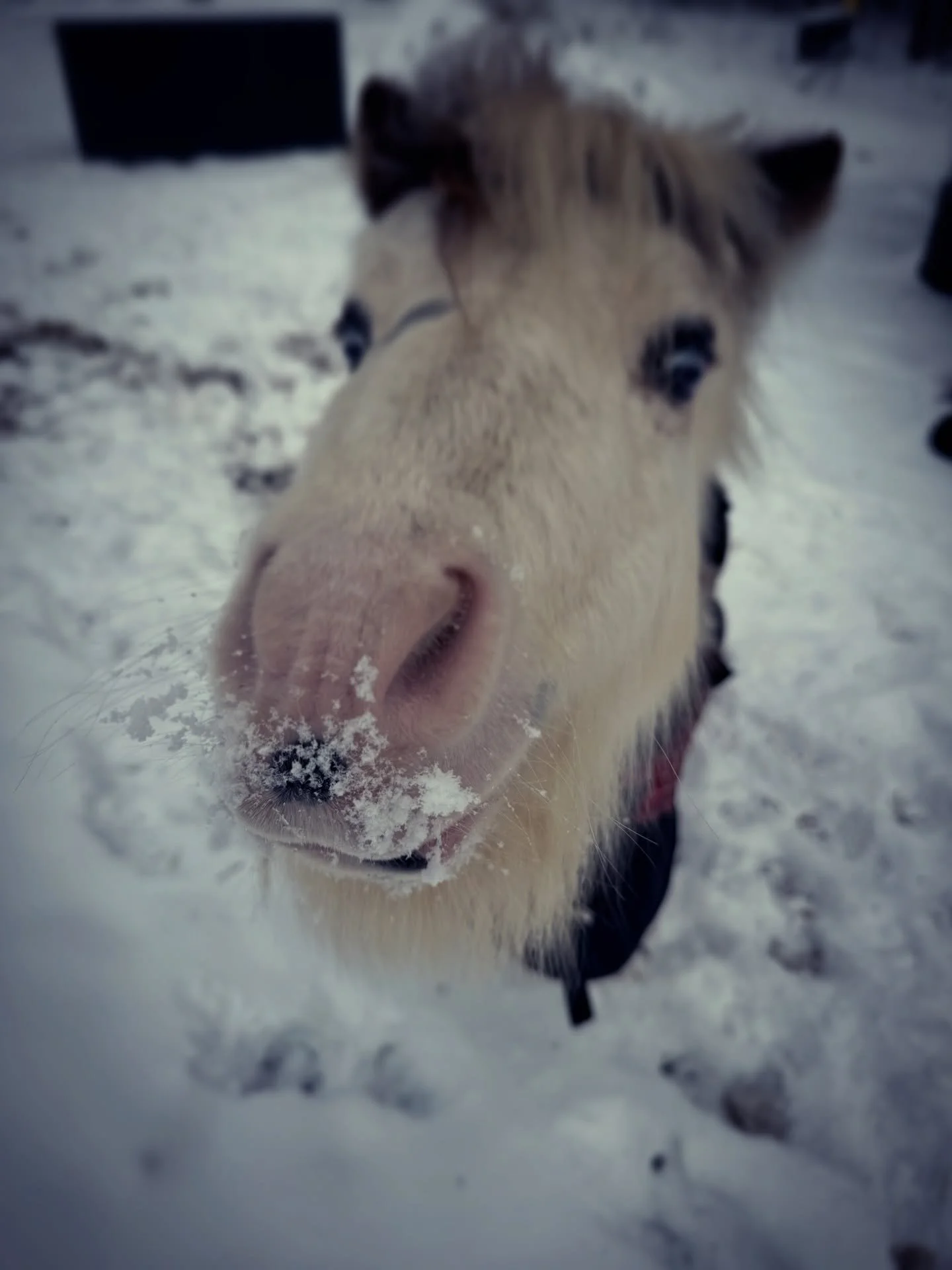 Snowflakes piled up to a solid 4-6" around our house.

How's the weather this weekend where you are?