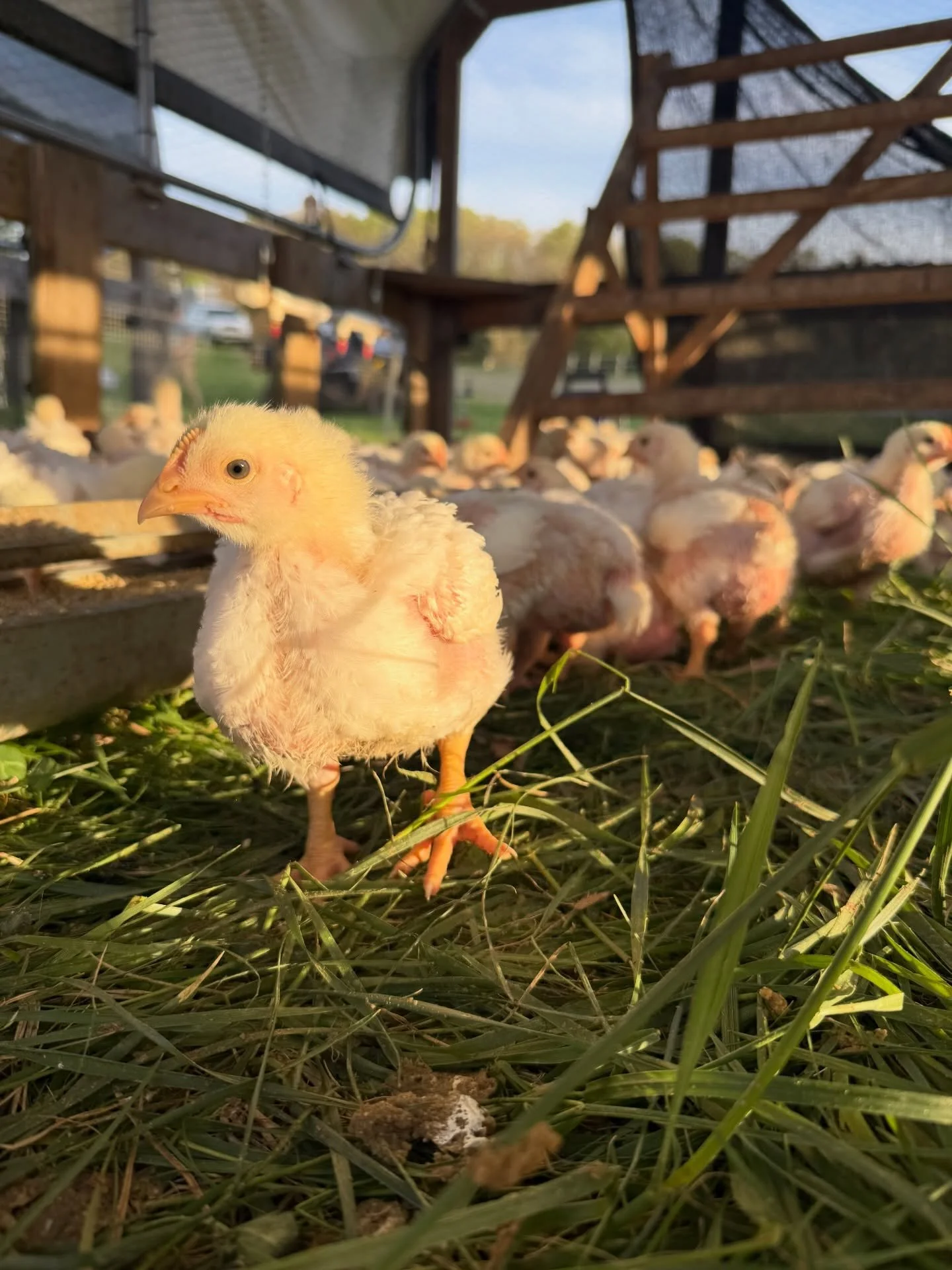 My day job didn't finish up until 6:45 tonight and am thankful hubster moved all 115 chicks for one of this chicken tractors, fed all the broilers, and layers while I snapped a few pictures and gathered eggs.

Today was a huge egg day and I am so tha