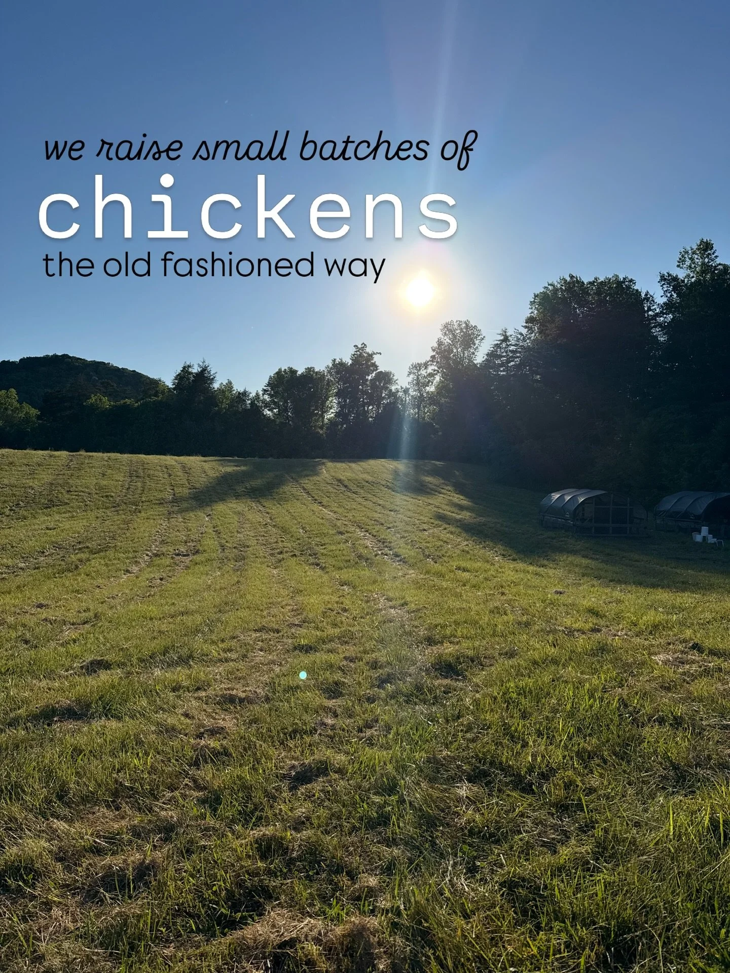 We have raised some delicious chicken this spring and it's available for our community to purchase on Saturday 12pm-5pm.

We're located in east Tennessee near Knoxville.

www.meadowdalefarm.com has all of our pricing information, but feel free to sen