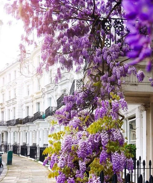 Whimsical wisteria in Kensington, London. Via Pinterest.