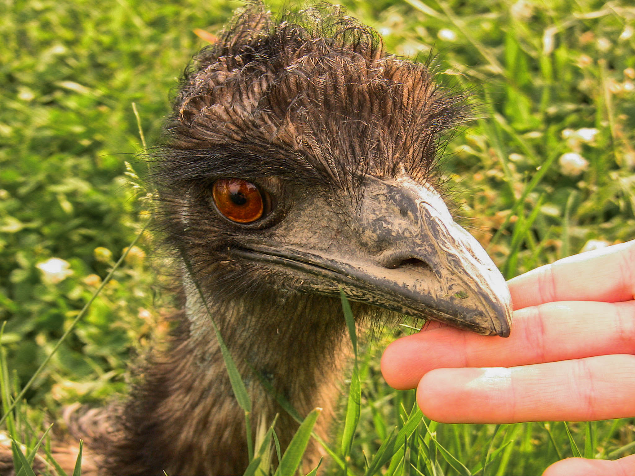 emu.jpg