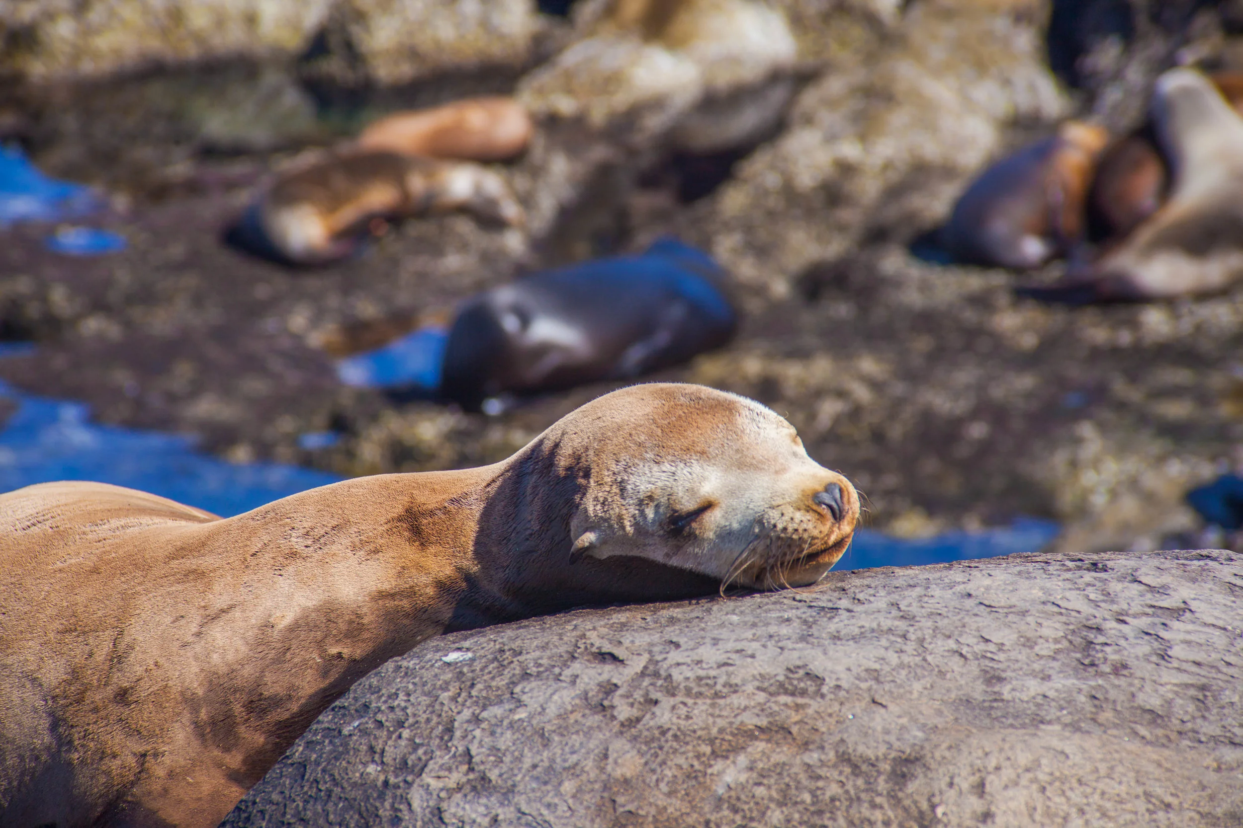 seals 26.jpg