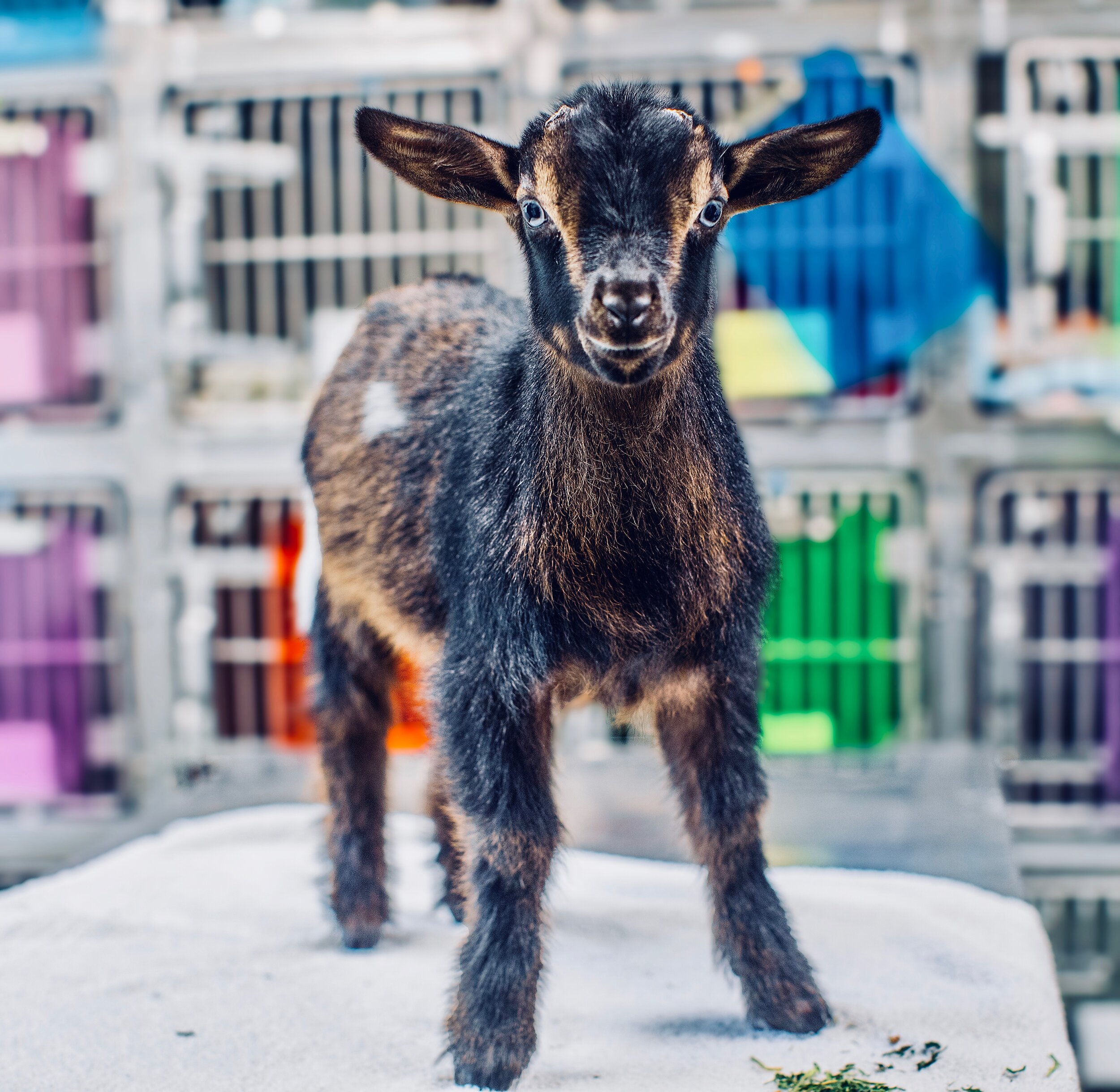 Goat baby.jpg