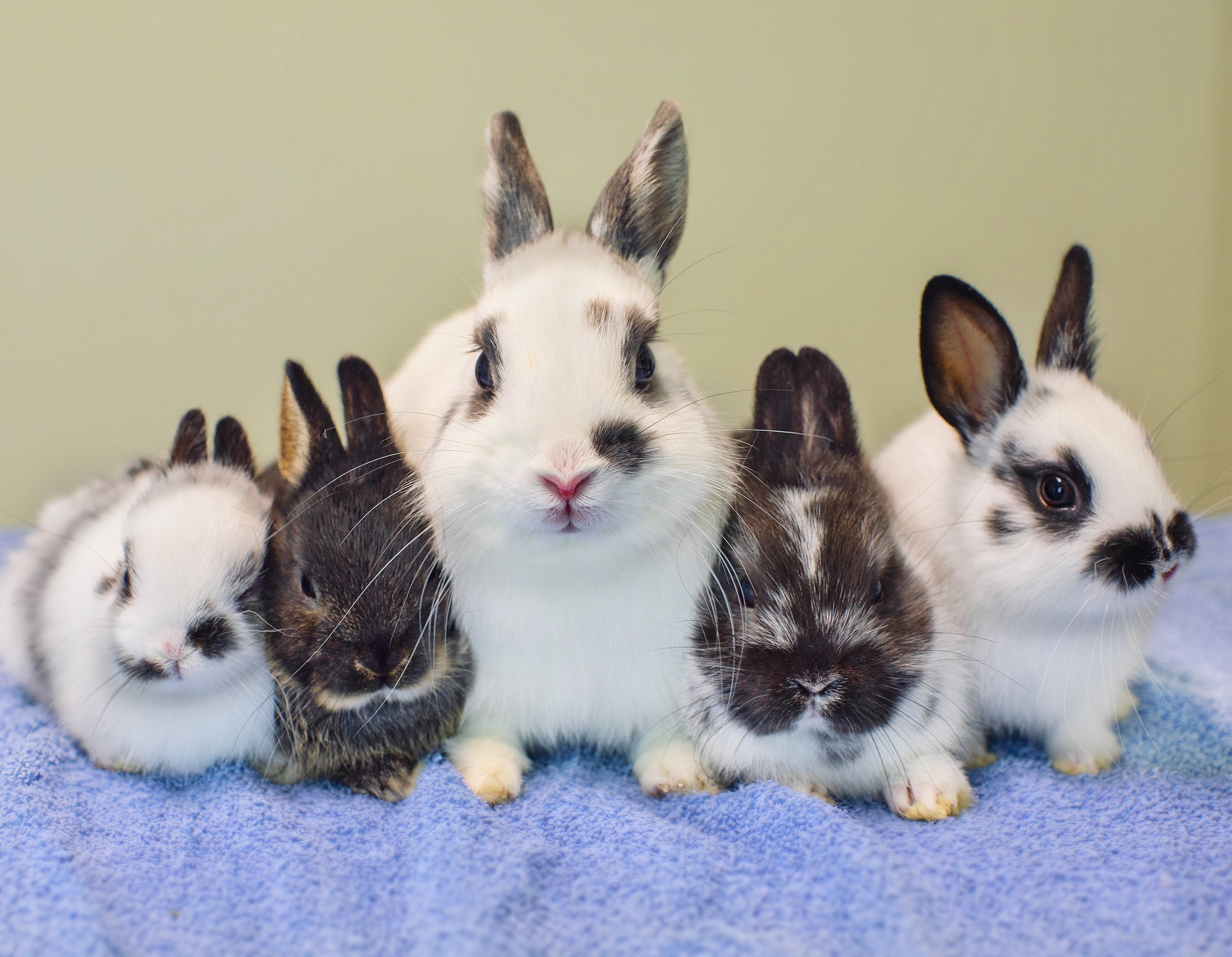 bunny family portrait.jpg