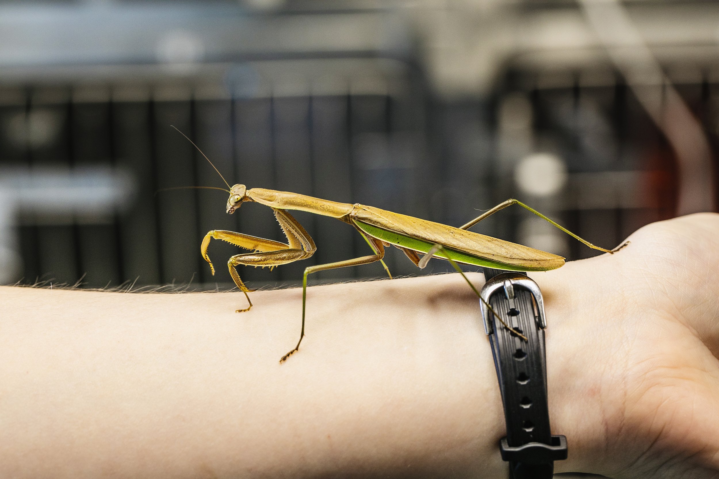 praying mantis.jpg