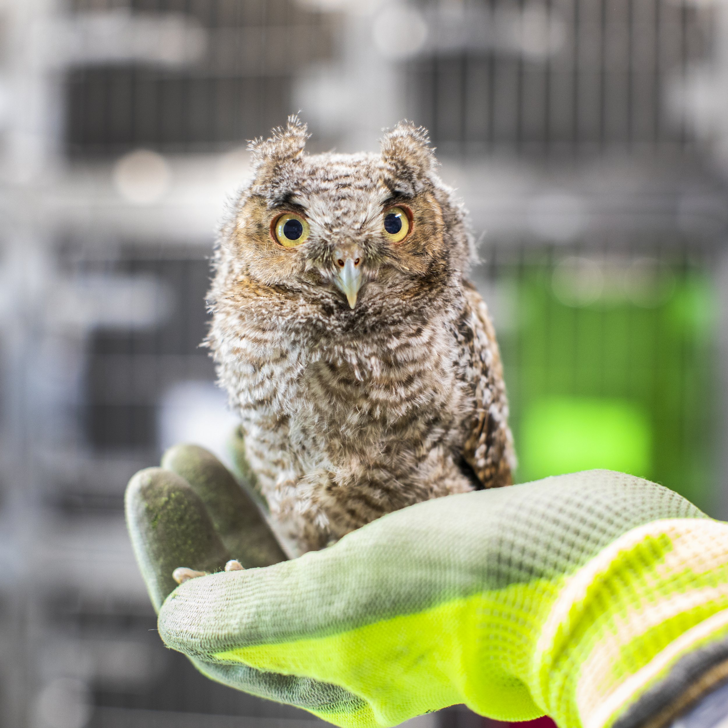 baby screech owl.jpg