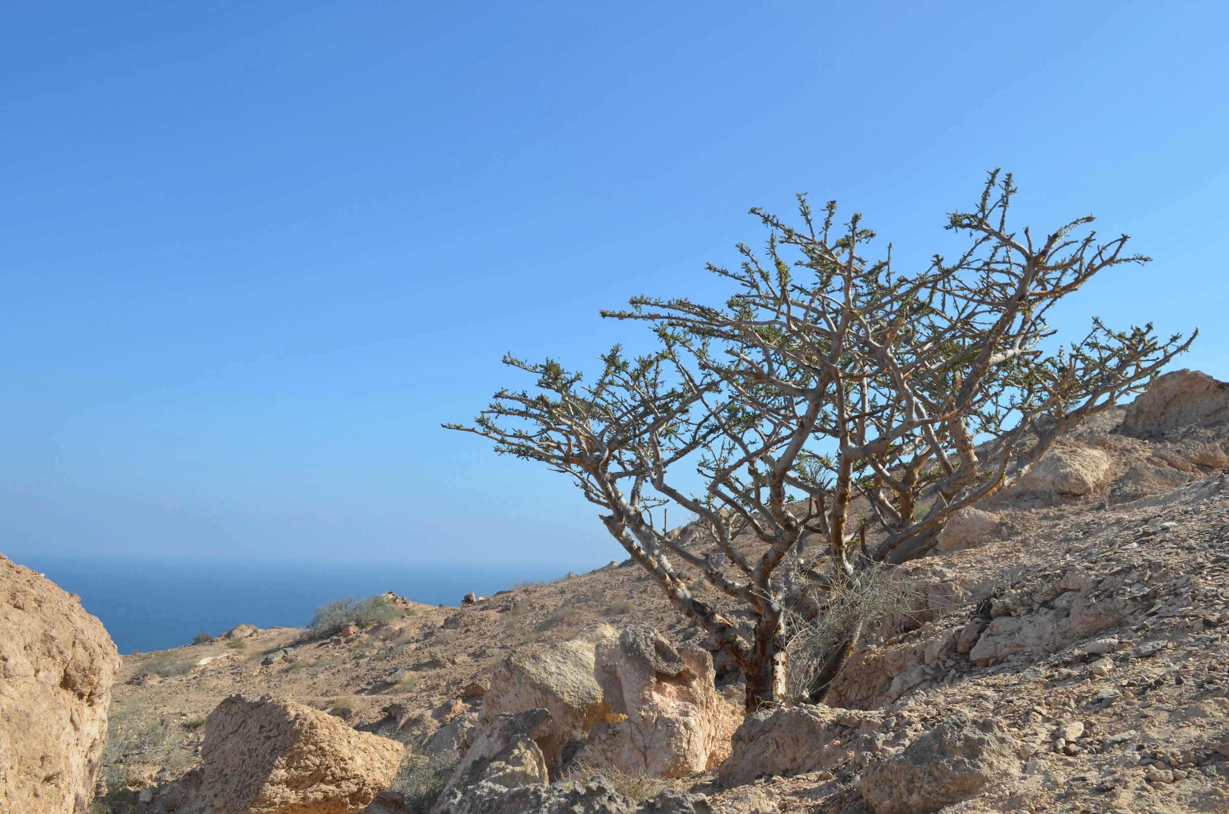 frankincense tree good.jpg