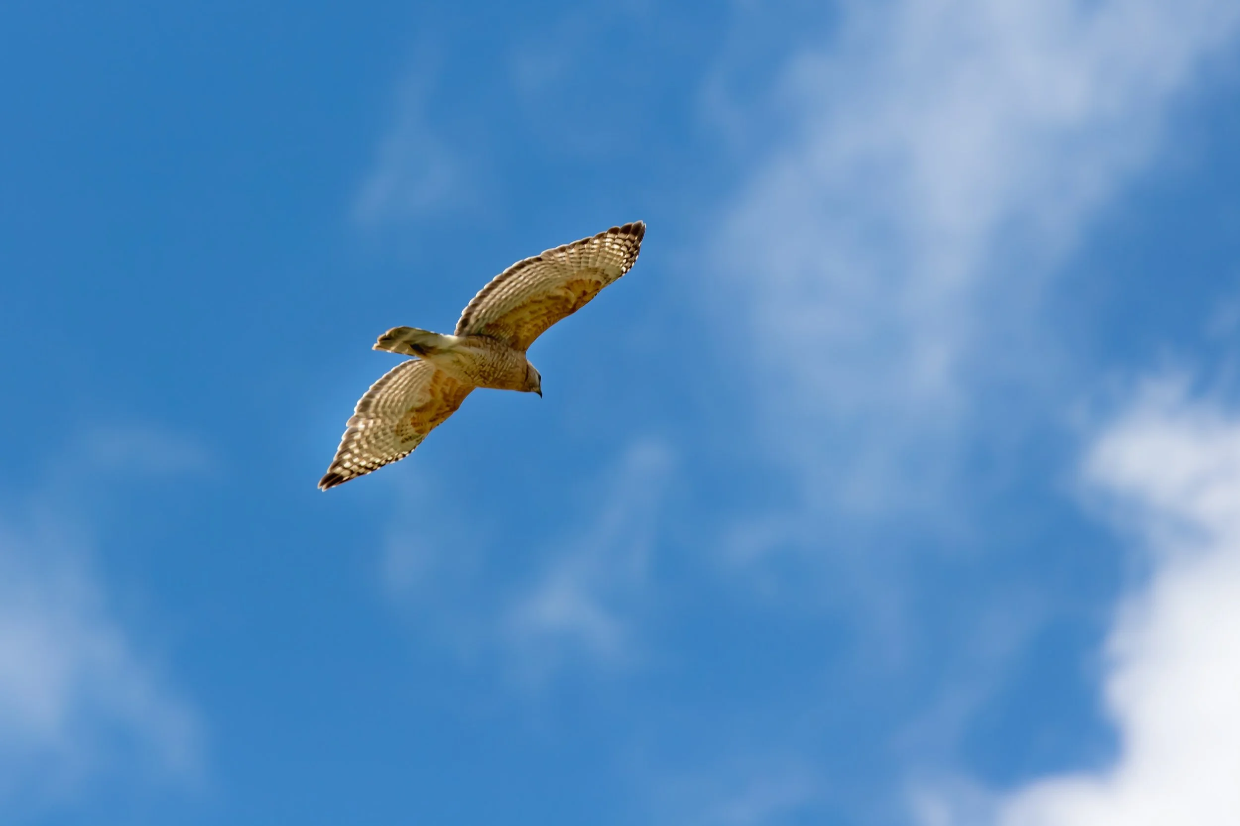 Photo by Stephanie LeBlanc