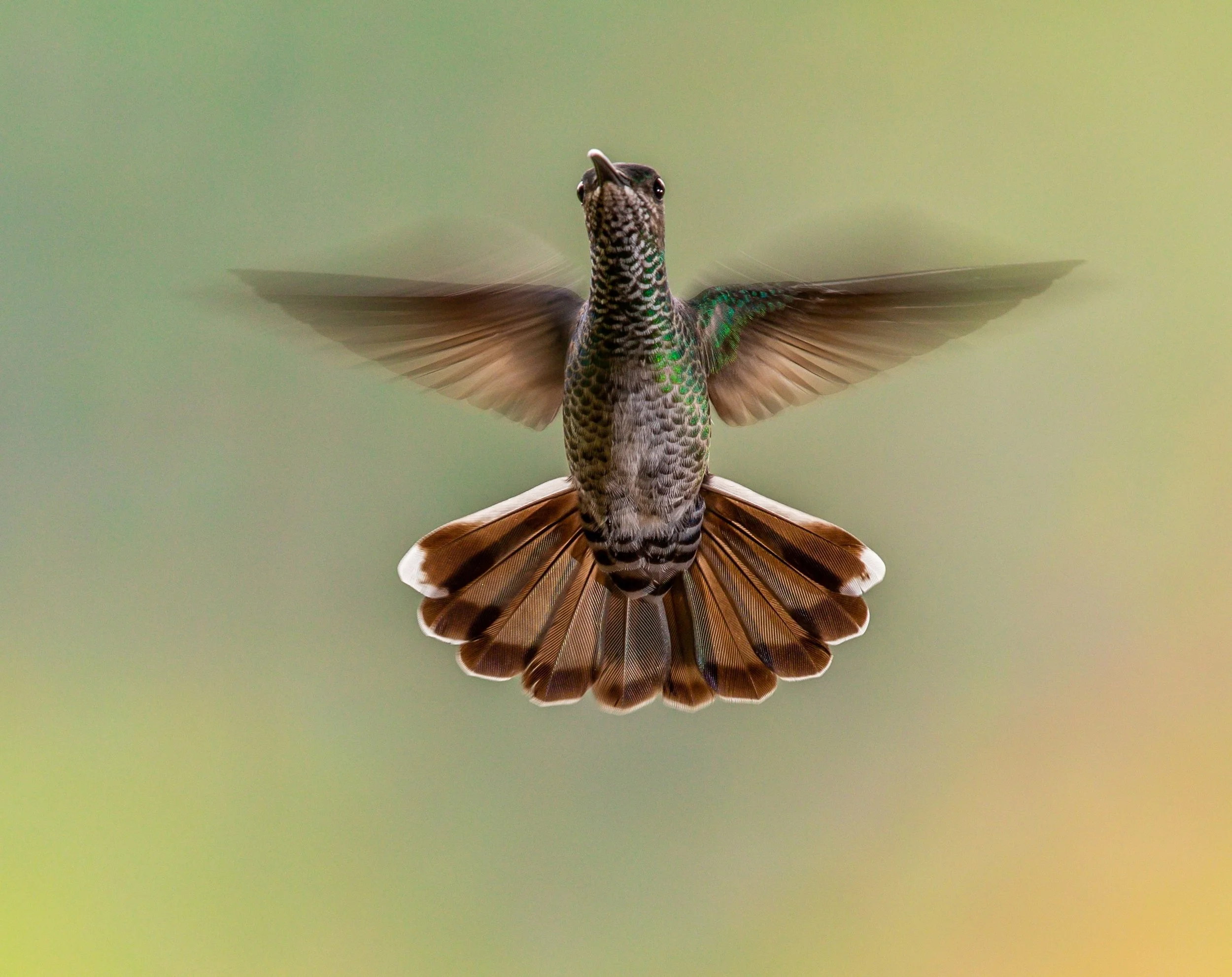 Photo by Zdenek-Machacek
