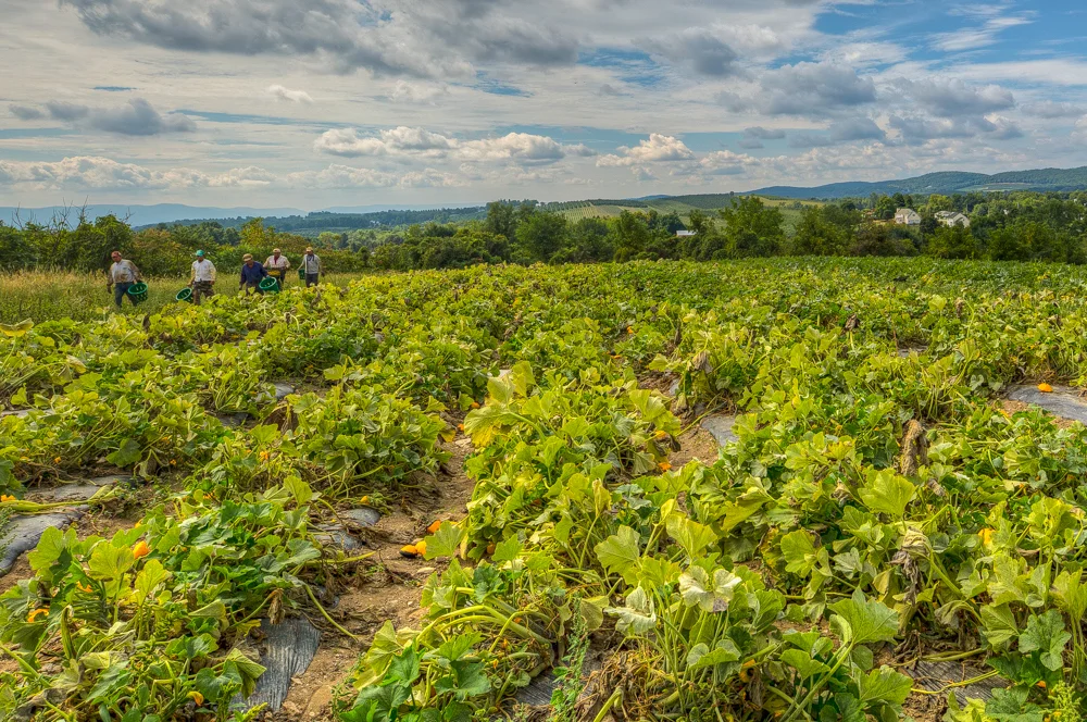 Hepworth Farms