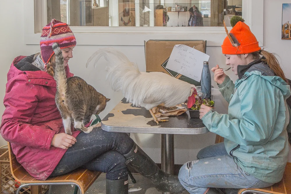 Clyde the Chicken enjoys lunch with some interns