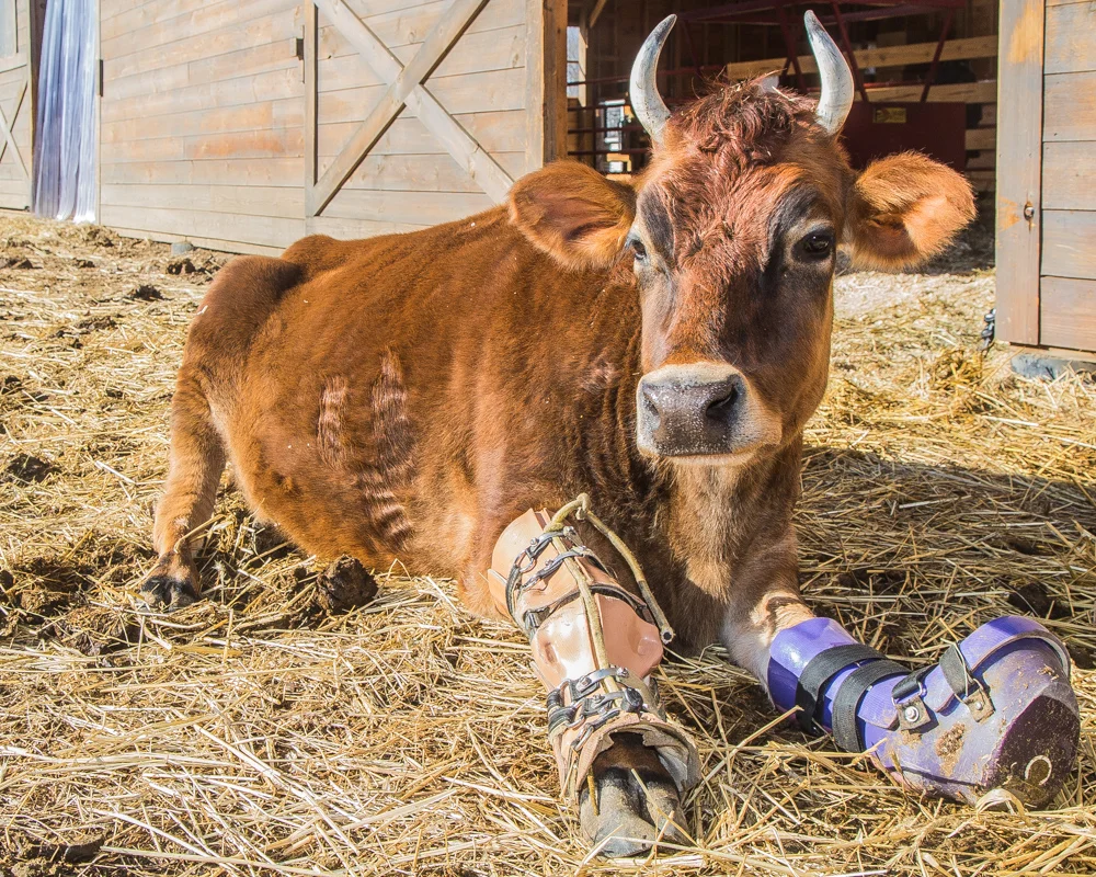 Fawn the Cow