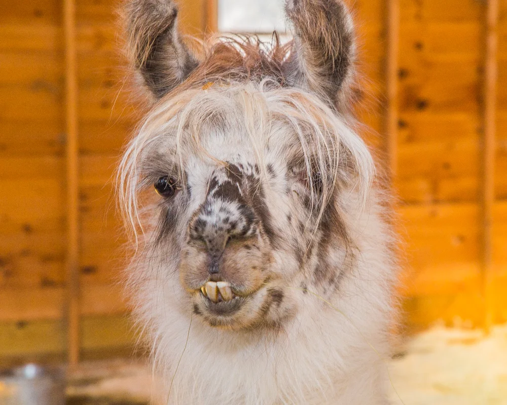 Close up of Dolly the Llama